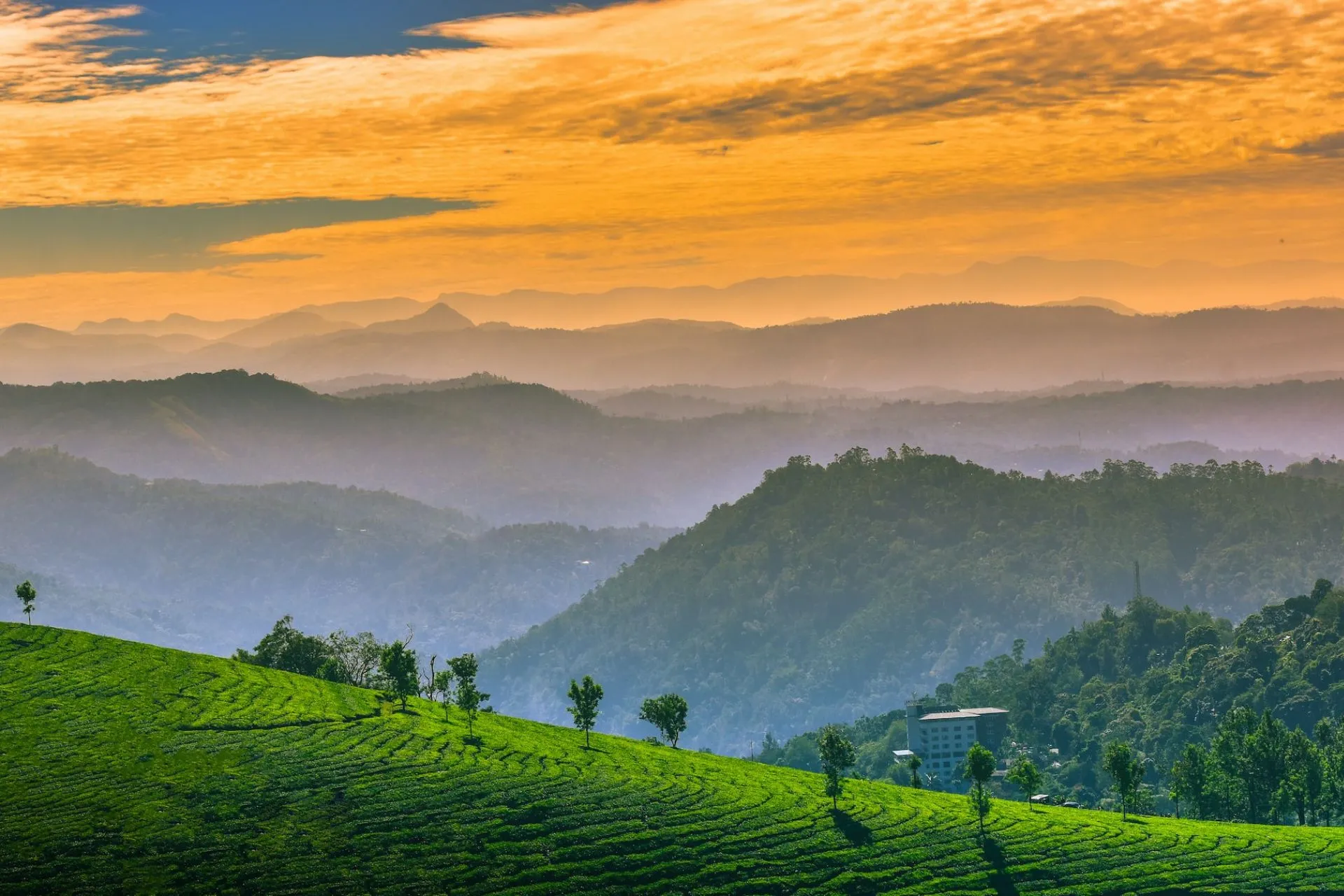 Munnar tea plantations